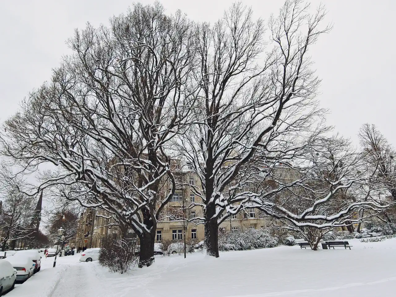 Winterlicher Stresemannplatz. Ein verschneiter Park mit großen alten Bäumen.