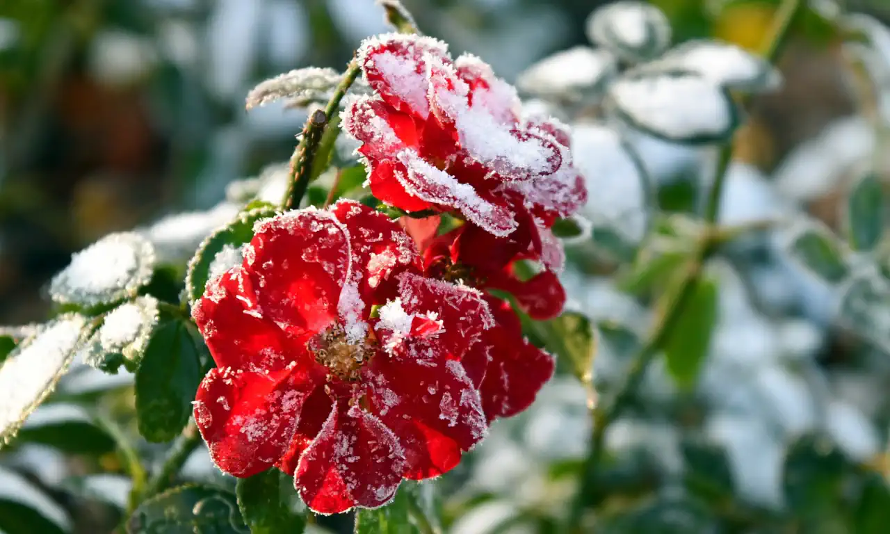 Winterlicher Stresemannplatz. Eine verschneite eingefrorene rote Blüte. Stimmungsvolle Aufnahme.