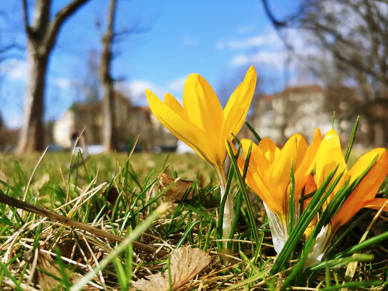 Frühling auf dem Stresemannplatz. Nahaufnahme gelber Krokusblüten vor unscharfem Hintergrund.