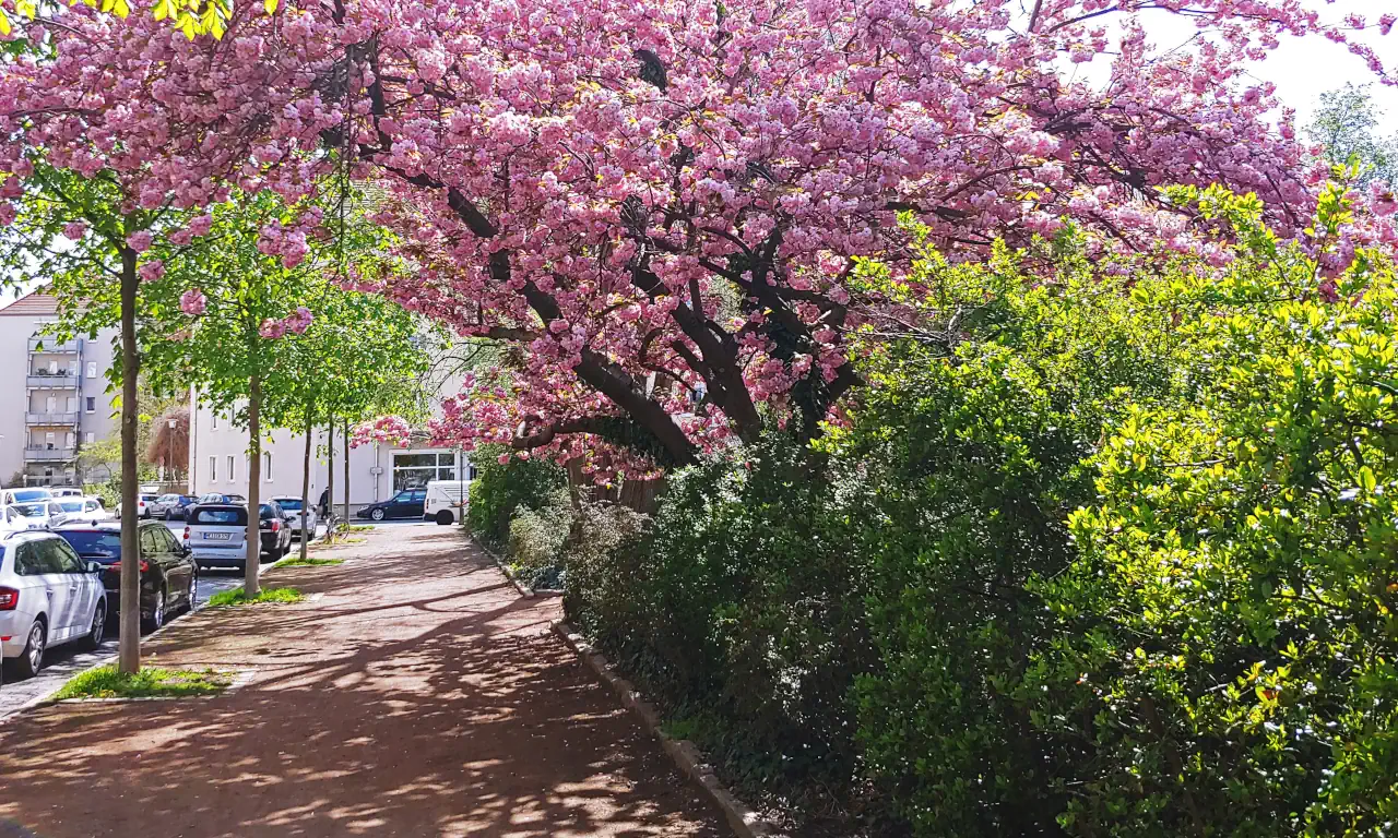 Frühling auf dem Stresemannplatz. Japanische Kirschbäume blühen.